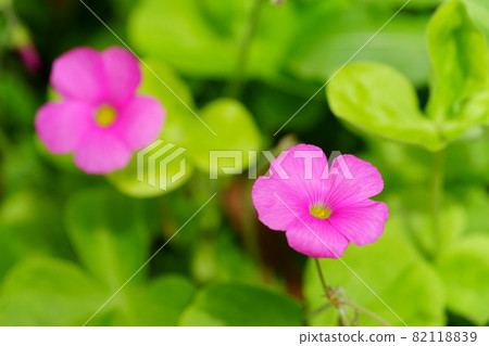 可愛的花 82118839