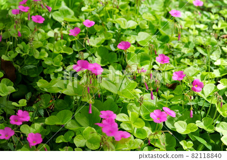 可愛的花 82118840