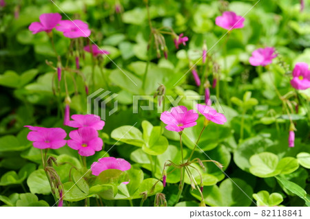 可愛的花 82118841
