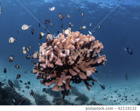 Flock of Pomacentridae 82119132