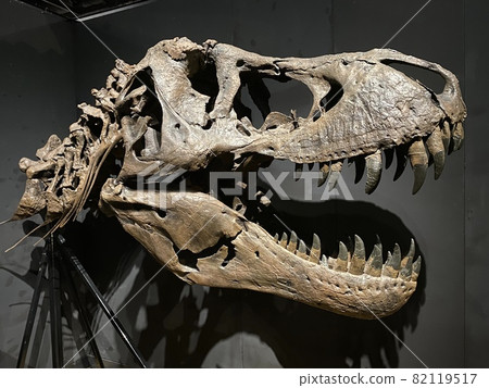 和孩子一起去看一場強大的恐龍展吧！ 82119517