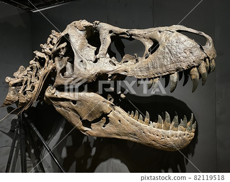 和孩子一起去看一場強大的恐龍展吧！ 82119518