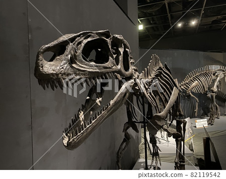 和孩子一起去看一場強大的恐龍展吧！ 82119542