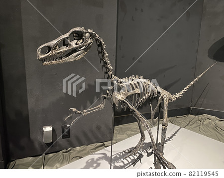 和孩子一起去看一場強大的恐龍展吧！ 82119545