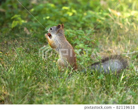 Close-up - squirrel sits on green grass and holds a nut in its mouth. Close-up - squirrel sits on green grass and holds a nut in its mouth. 82119618