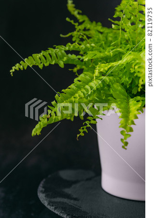 Light green houseplant in white pot. Decorative fern. Black background. Indoor flower in the interior 82119735
