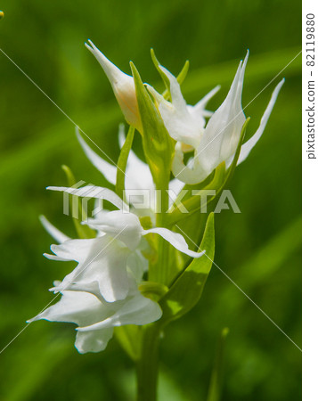 White-flowered Hakusanchidori blooming in Oze and Oe Marsh 82119880