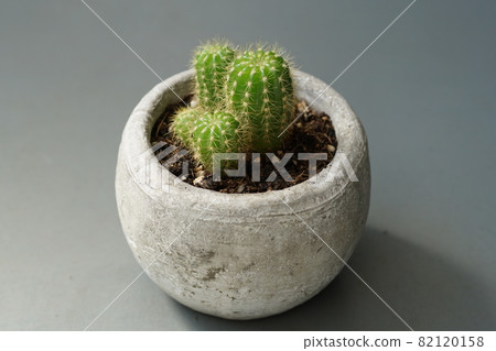 Cactus bowl 1 82120158