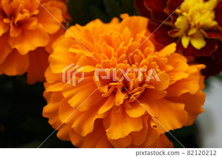 Marigold 6 Marigold 6 82120212