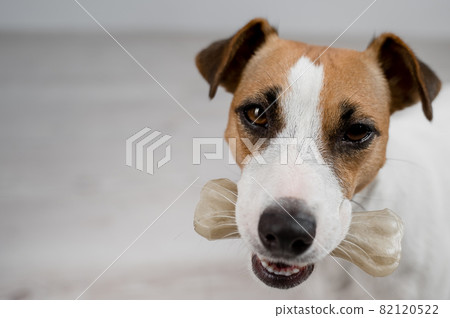 The dog holds a bone in its mouth. Jack russell terrier eating rawhide treat. The dog holds a bone in its mouth. Jack russell terrier eating rawhide treat. 82120522