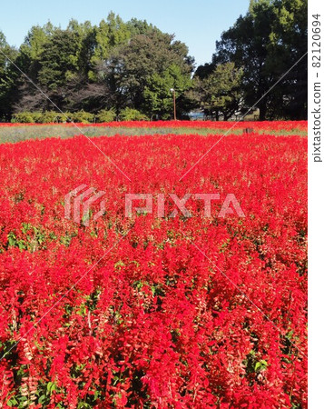 Salvia Salvia 82120694
