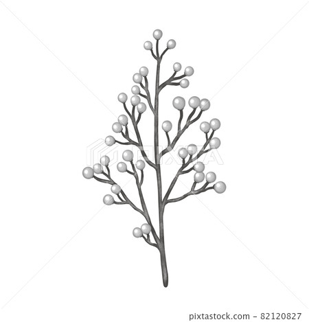 聖漿果聖誕白果枝無畫線 聖漿果聖誕白果枝無畫線 82120827