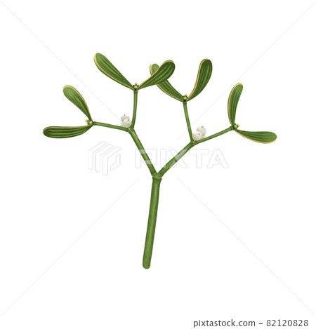 亮黃綠槲寄生枝,無畫線 亮黃綠槲寄生枝,無畫線 82120828