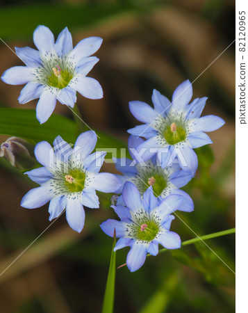 尾瀨/麻子沼澤盛開的龍膽草 尾瀨/麻子沼澤盛開的龍膽草 82120965