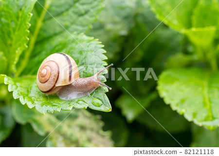 Snail found on a rainy day 82121118