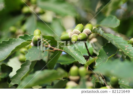 Still blue, quercus serrata acorns Still blue, quercus serrata acorns 82121649