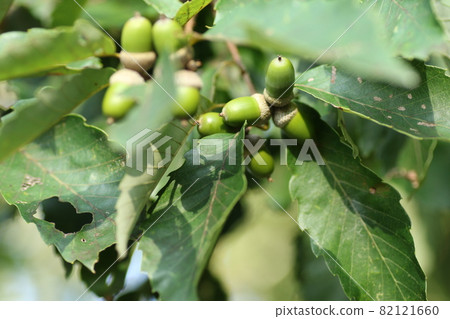 Still blue, quercus serrata acorns Still blue, quercus serrata acorns 82121660