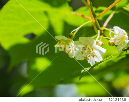 Miyamama Tatabi blooming on the mountain trail of Oze 82121686