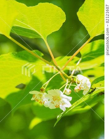 Miyamama Tatabi blooming on the mountain trail of Oze 82121687