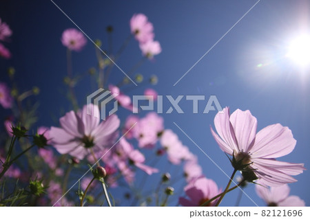 秋天的櫻花和太陽 秋天的櫻花和太陽 82121696