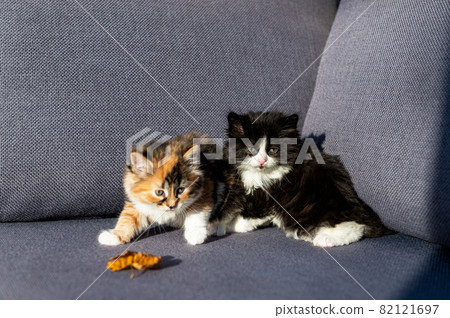 Cute black and white and 3 coloured kittens 82121697