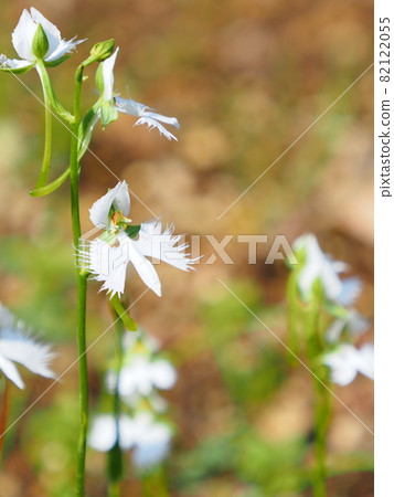 蘭科白鷺花 82122055