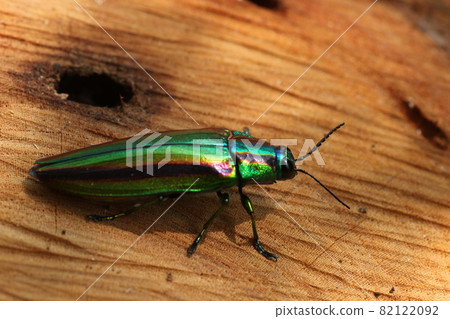 Jewel beetle, a shining summer bug Jewel beetle, a shining summer bug 82122092