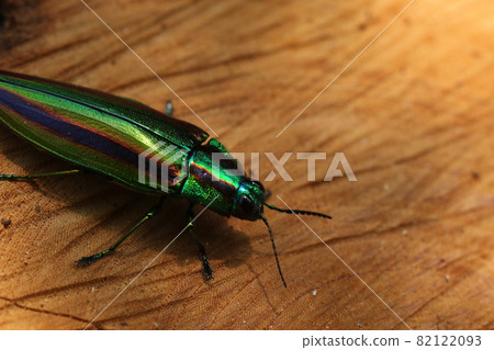 Jewel beetle, a shining summer bug 82122093