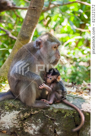 Monkey in forest park in Ubud - Bali Indonesia 82122172