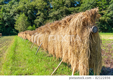 Rice, rice, dried in the sun, dried in the sun 82122856