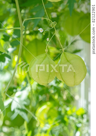 氣球Kazura 氣球Kazura 82122901