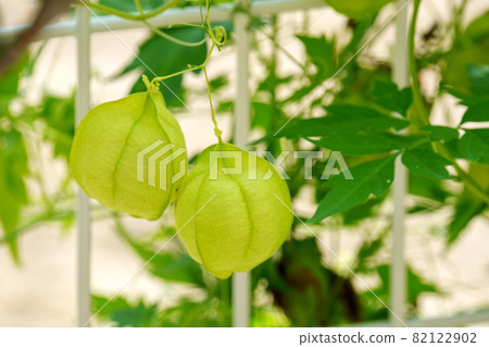 氣球Kazura 82122902