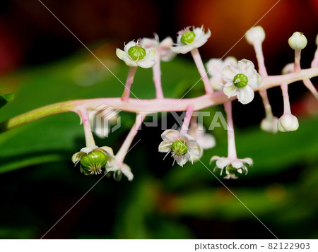 商陸科白花和綠花的特寫 82122903