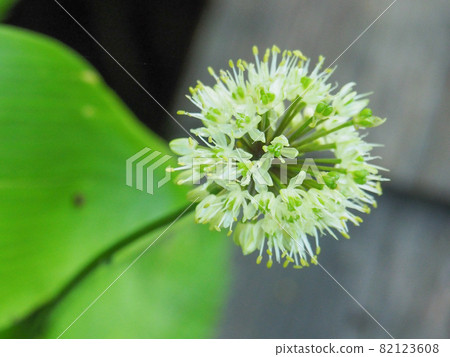 Allium ochotense blooming in Ozegahara and Ryugu Allium ochotense blooming in Ozegahara and Ryugu 82123608