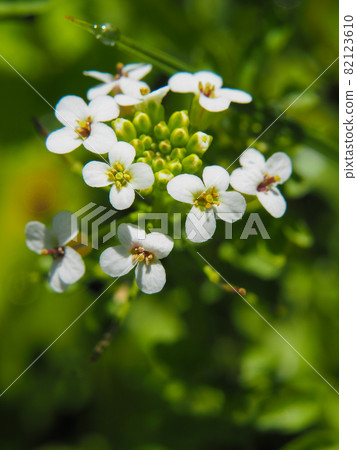 Watercress blooming in Ozegahara and Ryugu 82123610