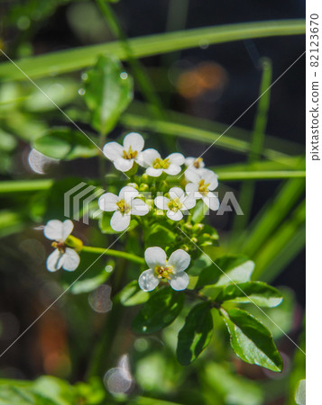 在尾瀨原和龍宮盛開的豆瓣菜 82123670