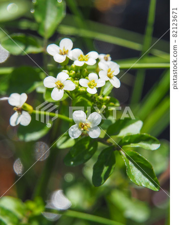 在尾瀨原和龍宮盛開的豆瓣菜 82123671