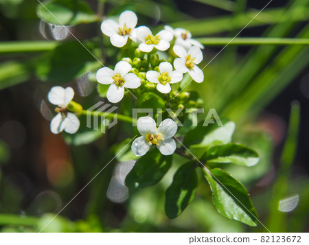 在尾瀨原和龍宮盛開的豆瓣菜 82123672