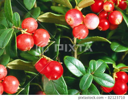 On the branches hangs a large round cranberries .Texture or background 82123710