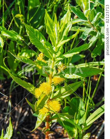 Tufted Loosestrife blooming in Ozegahara 82123713