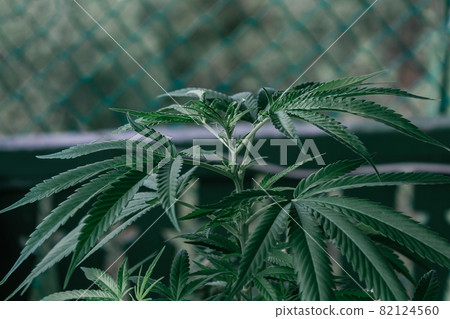 Cannabis plant close up. Dark green leafs. Cannabis plant close up. Dark green leafs. 82124560