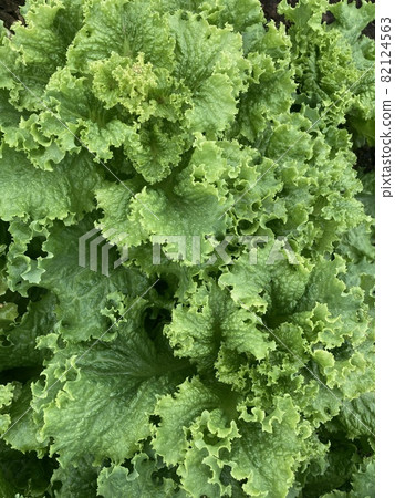Top view of healthy lifestyle and dieting fresh green lettuce salad leaves texture. Selective focus. Top view of healthy lifestyle and dieting fresh green lettuce salad leaves texture. Selective focus. 82124563