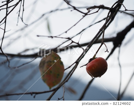 persimmon 82124602