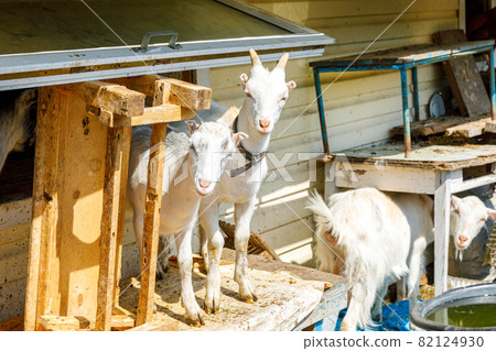 Cute free range goatling on organic natural eco animal farm freely grazing in yard on ranch background. Domestic goat graze in pasture. Modern animal livestock, ecological farming. Animal rights. Cute free range goatling on organic natural eco animal farm freely grazing in yard on ranch background. Domestic goat graze in pasture. Modern animal livestock, ecological farming. Animal rights. 82124930