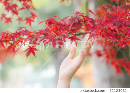 女人的手觸摸秋葉 女人的手觸摸秋葉 82125081
