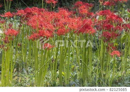 九月叢生石柱花盛開的季節 九月叢生石柱花盛開的季節 82125085