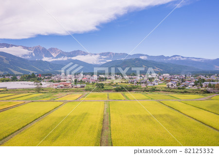 白馬三山和金色稻田【秋季白馬村】 白馬三山和金色稻田【秋季白馬村】 82125332