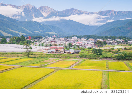 白馬三山和金色稻田【秋季白馬村】 白馬三山和金色稻田【秋季白馬村】 82125334