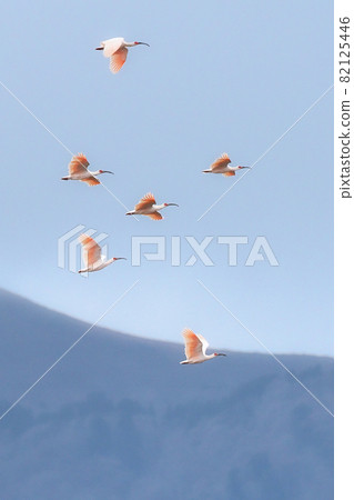 Flying ibis 2 Flying ibis 2 82125446