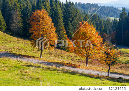 autumnal landscape in mountains. coniferous forest on the hill and trees in colorful foliage by the road. beautiful nature outdoor scenery on a sunny day autumnal landscape in mountains. coniferous forest on the hill and trees in colorful foliage by the road. beautiful nature outdoor scenery on a sunny day 82125633